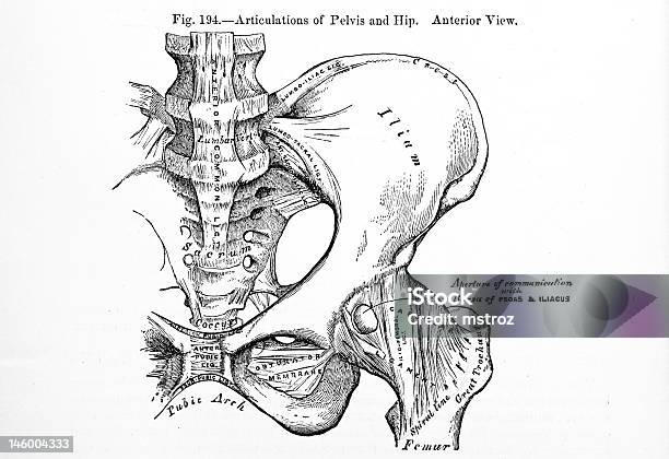 La Pelvis Humanos Foto de stock y más banco de imágenes de Anatomía - Anatomía, Asistencia sanitaria y medicina, Cadera