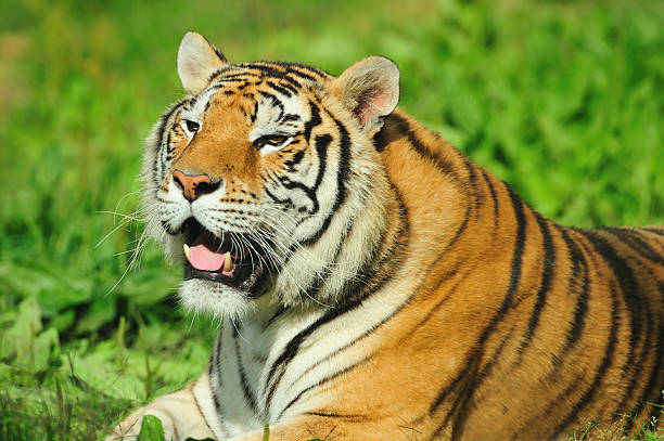 tigre de bengala - tiger bengal tiger circus black fotografías e imágenes de stock