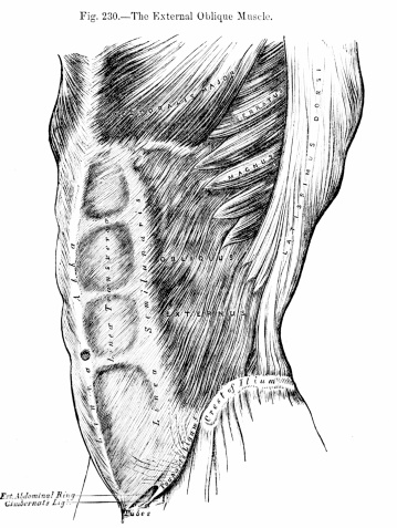 http://thebrainstormlab.com/banners/ami_banner.jpgThis is an antique medical illustration of a human abdomen.