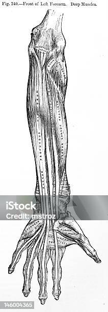 Antico Illustrazione Medica Braccio Umano - Immagini vettoriali stock e altre immagini di Anatomia umana - Anatomia umana, Arto - Parte del corpo, Arto umano
