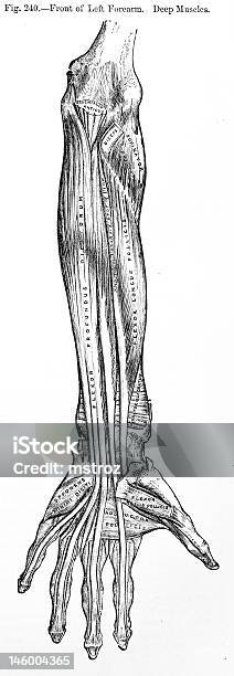 Antyczne Ilustracja Medycznyludzkie Ramię - Stockowe grafiki wektorowe i więcej obrazów Anatomia człowieka - Anatomia człowieka, Ciało ludzkie, Czarno biały