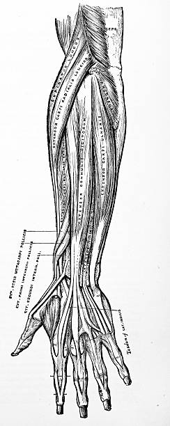 Antique Medical Illustration | Arm Muscles stock photo