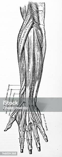 Antyczne Ilustracja Medyczny Grupy Mięśni - zdjęcia stockowe i więcej obrazów Anatomia człowieka - Anatomia człowieka, Kostka - Ręka człowieka, Operacja chirurgiczna