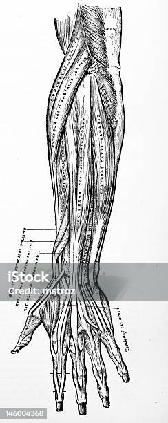 Foto de Antigo Médico Ilustração Braço Músculos e mais fotos de stock de Anatomia - Anatomia, Cirurgia, Junta - Mão humana