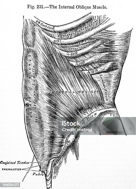 アンティーク医療イラストレーション 腹部 - ウエイトトレーニングのストックフォトや画像を多数ご用意 - ウエイトトレーニング, ヘルスケアと医療, ボディビル