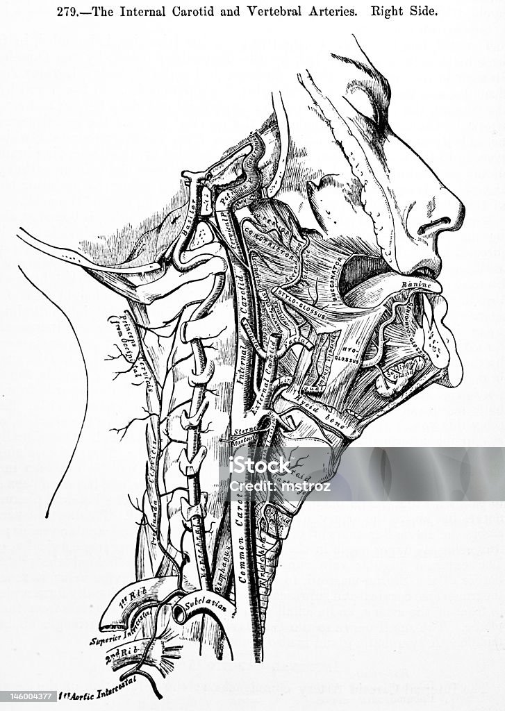 Anticuario Medical ilustraciones/vértebras arterias - Foto de stock de Anatomía libre de derechos