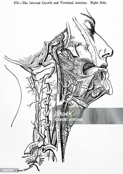 Anticuario Medical Ilustraciones Vértebras Arterias Foto de stock y más banco de imágenes de Anatomía