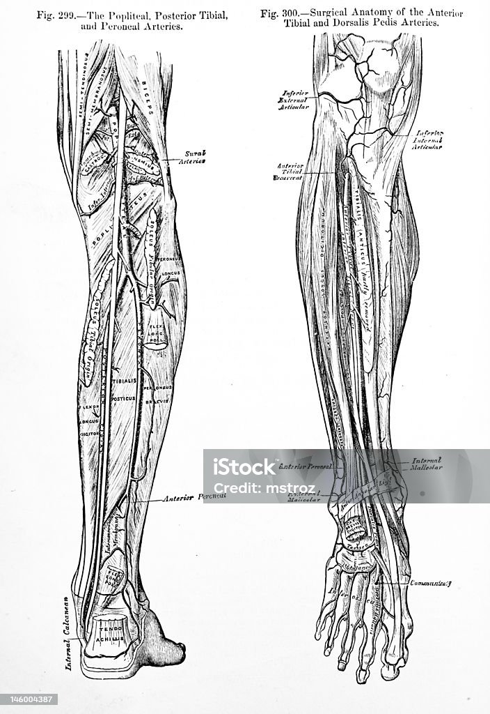 Antikes Medical Illustrationen/Menschliches Bein - Lizenzfrei Anatomie Stock-Foto