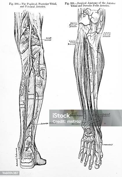 Antikes Medical Illustrationen Menschliches Bein Stockfoto und mehr Bilder von Anatomie - Anatomie, Gelenk, Knöchel