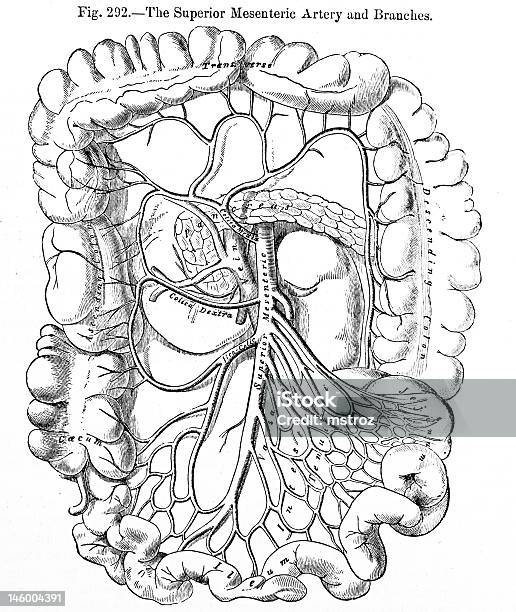 앤틱형 디스트리토 일러스트 수퍼리어 창자간막동맥 건강 진단에 대한 스톡 사진 및 기타 이미지 - 건강 진단, 건강관리와 의술, 대동맥
