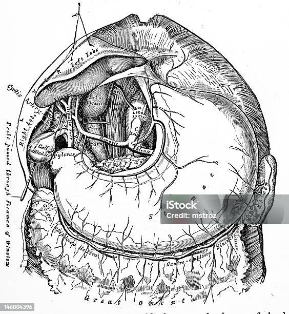 Médicos Antigo Ilustrações Abdómen - Fotografias de stock e mais imagens de Abdómen - Abdómen, Abdómen Humano, Anatomia