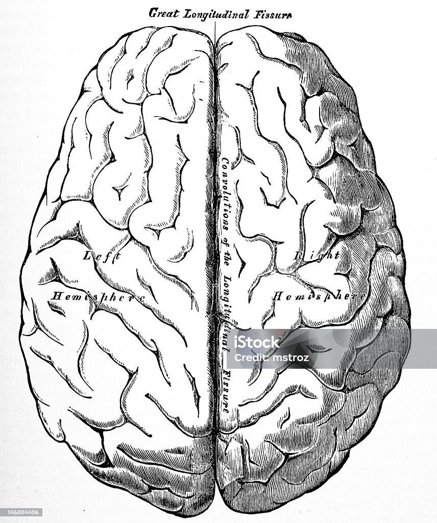 Illustrations/médecine Antique cerveau humain - Photo de Anatomie libre de droits