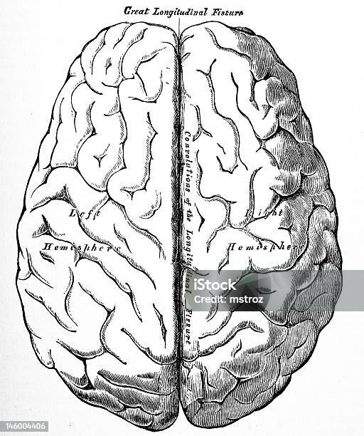 Photo libre de droit de Illustrationsmédecine Antique Cerveau Humain banque d'images et plus d'images libres de droit de Anatomie - Anatomie, Cerveau humain, Chirurgie du cerveau