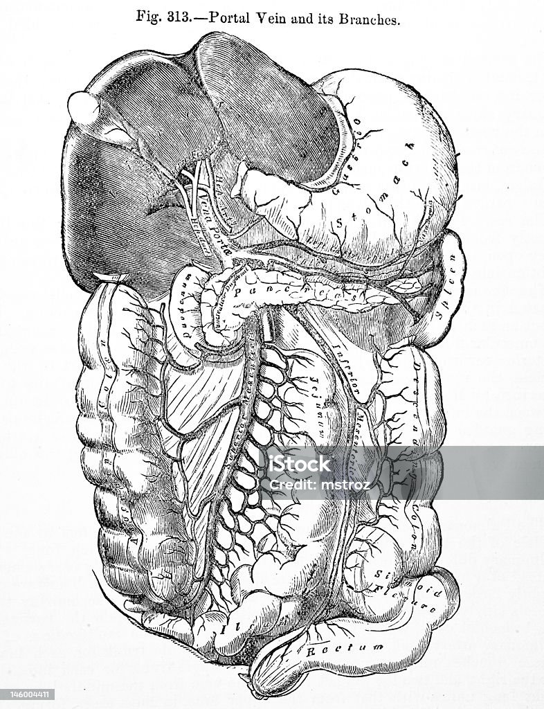 Antico Illustrazione medica/Apparato digerente umano - Foto stock royalty-free di Addome
