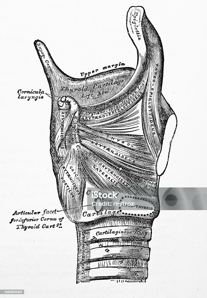 Antico Medical Illustrations/Tiroide - Foto stock royalty-free di Anatomia umana