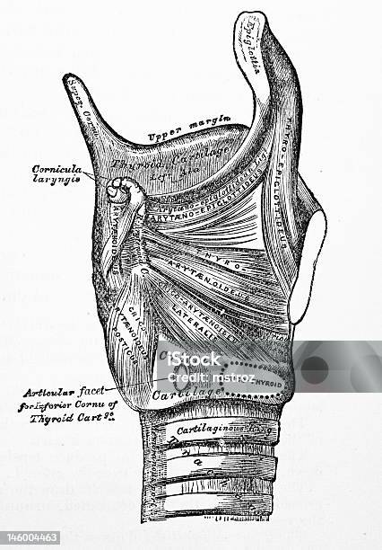 Antico Medical Illustrationstiroide - Fotografie stock e altre immagini di Anatomia umana - Anatomia umana, Bocca umana, Cartilagine