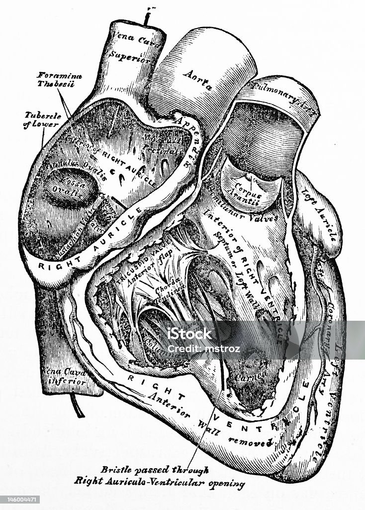 Antique Medical Illustration | Human heart http://thebrainstormlab.com/banners/ami_banner.jpgThis is a medical illustration of a human heart. Anatomy Stock Photo