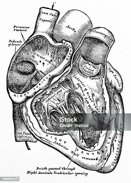 Antique Medical Illustration Human Heart Stock Photo - Download Image Now - Anatomy, Left Ventricle, Mitral Valve