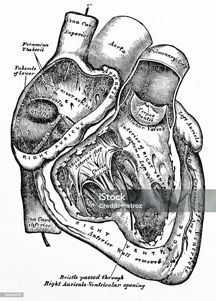 Antigo médico ilustração/coração humano - Foto de stock de Anatomia royalty-free