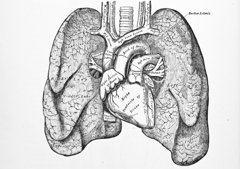 http://thebrainstormlab.com/banners/ami_banner.jpgThis is a medical illustration of cardiopulmonary system.