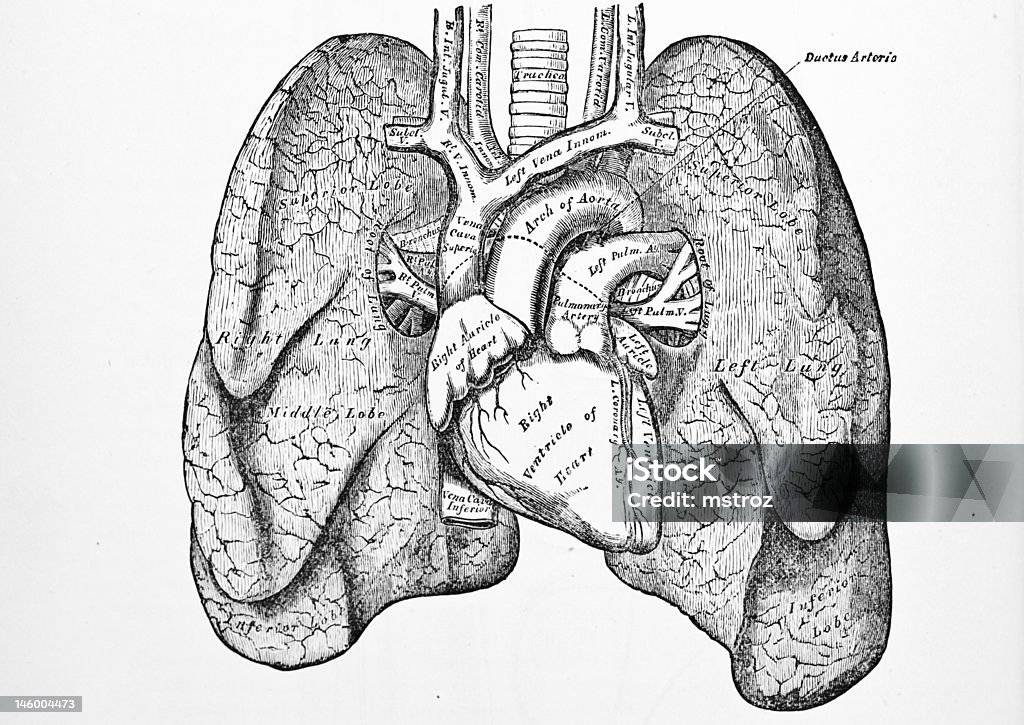 Antigo médico ilustração/pulmões - Foto de stock de Anatomia royalty-free