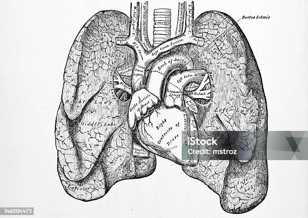 Foto de Antigo Médico Ilustração Pulmões e mais fotos de stock de Anatomia - Anatomia, Artéria Humana, Bronquite