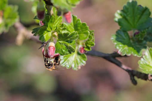Red Mason Bee, Osmia rufa, Megachilidae, Apoidea, Apocrita, Hymenoptera. Feeding, pollinating the gooseberry blossom in the garden in spring.