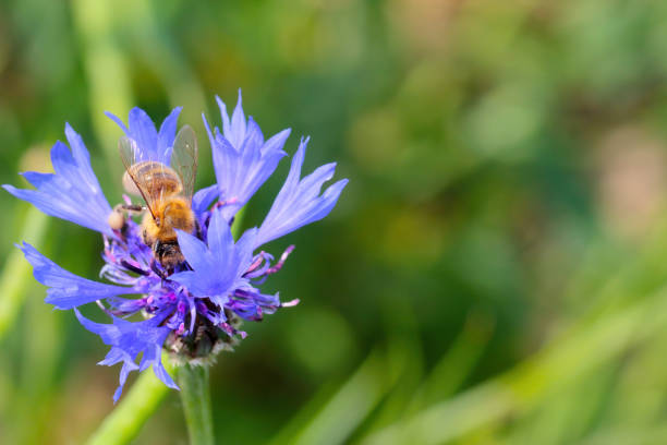 Honey bee (Apis mellifera) pollinating flowers of  Centaurea cyanus, commonly known as cornflower or bachelor's button. Honey bee (Apis mellifera) pollinating flowers of  Centaurea cyanus, commonly known as cornflower or bachelor's button. long stamened stock pictures, royalty-free photos & images