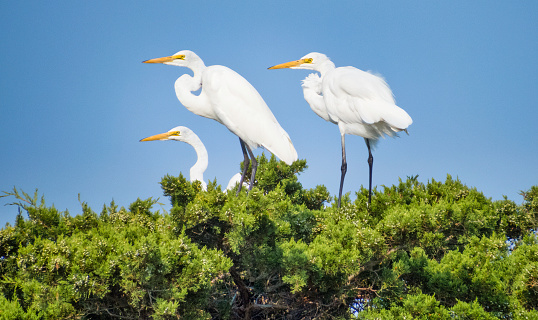 Egrets are large white birds and are like herons except for the fact that they have white feathers. They live in marshes, ponds and on the edge of lakes. Their nests are in trees or shrubs and they are considered a symbol of purity and strength.