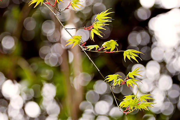 New leaves on Japanese tree stock photo