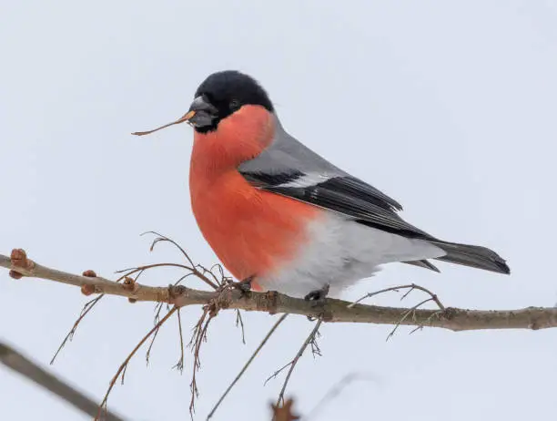 bullfinch on a branch in winter