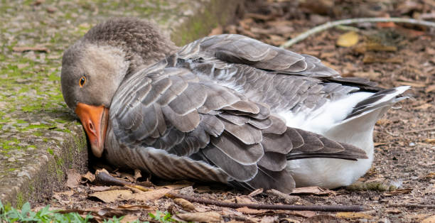 istock Photograph of a beautiful duck resting. 1460046571