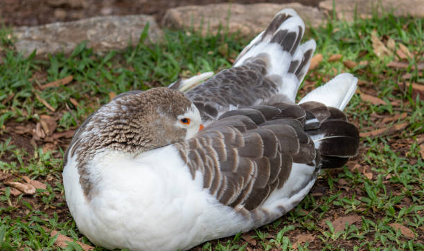 istock Photograph of a beautiful duck resting. 1460046576
