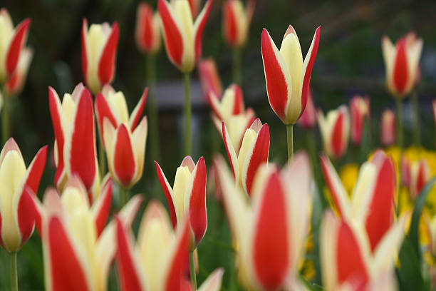 Lady Tulip stock photo