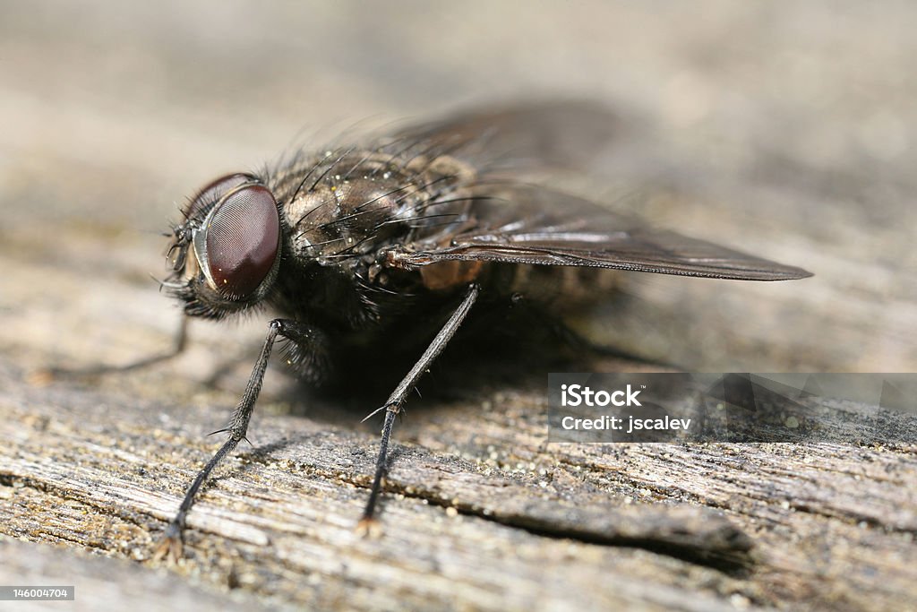 Fly affacciato su legno - Foto stock royalty-free di Ala di animale