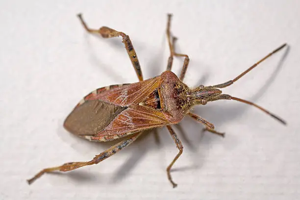 Closeup of a Western Conifer Seed bug on a wall