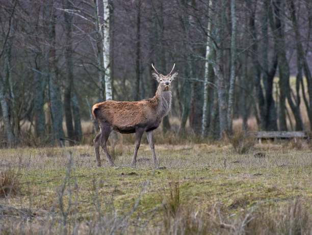 istock deer in the meadow 1460047419