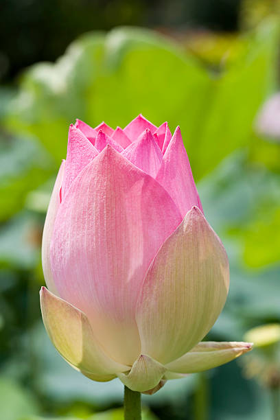 istock Pastel pink lotus flower head 146004773