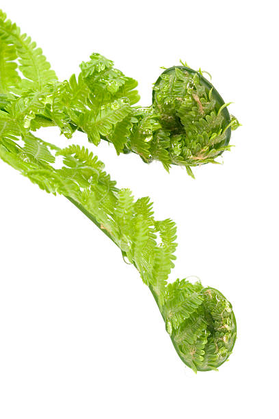 istock Fern leaves in drops of dew close up 146004820