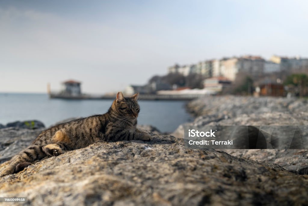 A single cat at the coast A single cat at the Kadikoy coast, stretches on the stones Animal Stock Photo