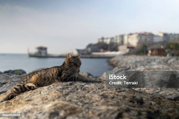 A Single Cat At The Coast Stock Photo - Download Image Now - Animal, Animal Whisker, Beach