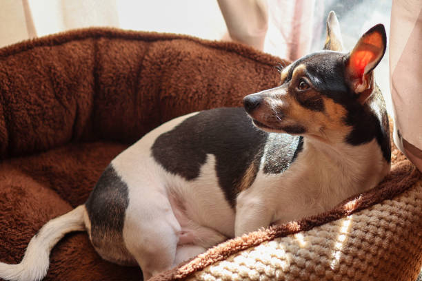 istock A cute Jack Chi puppy looking away 1460049712