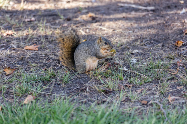 istock squirrel eating in the park 1460050760
