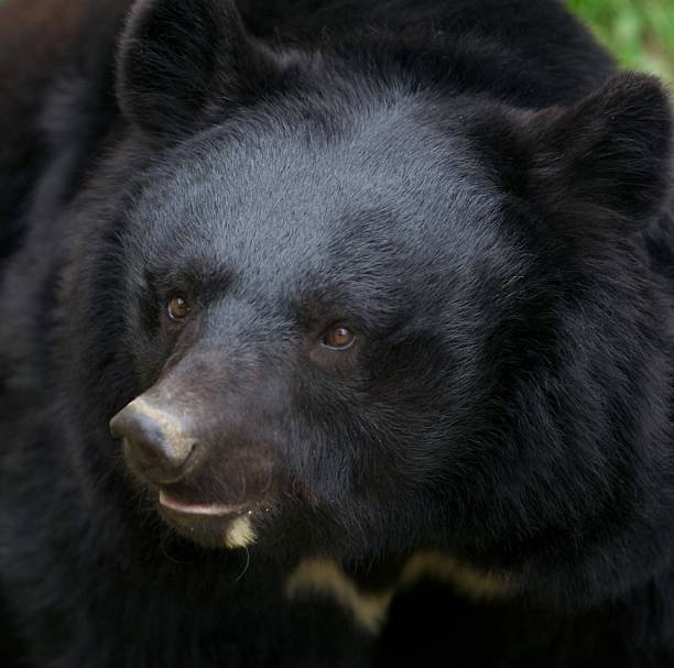 istock Close-up of a Japanese Black Bear 146005114