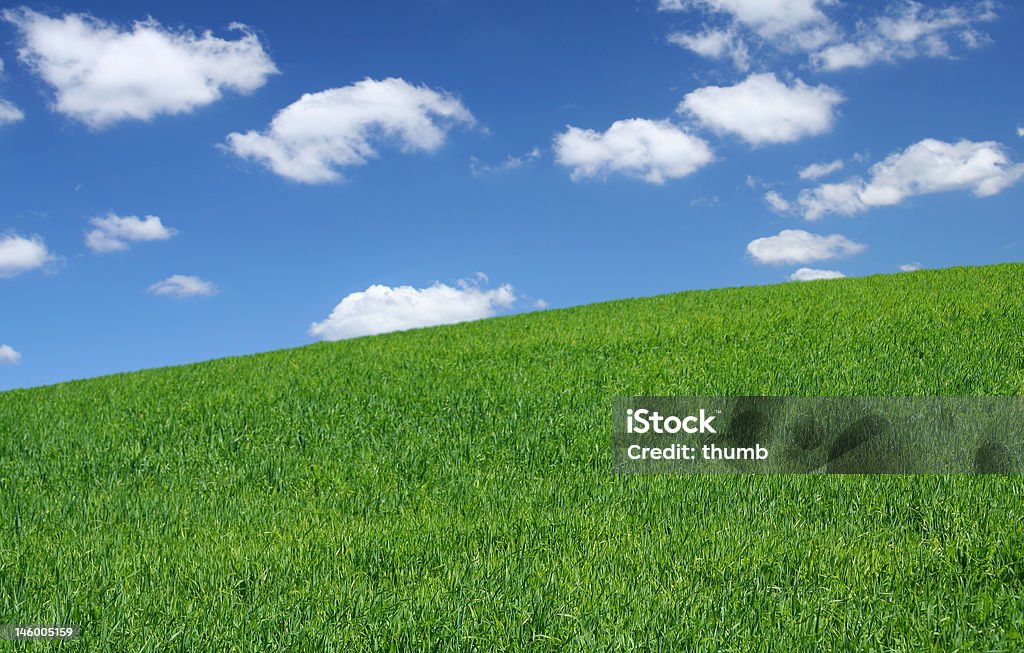 Campo verão selvagem - Foto de stock de Agricultura royalty-free