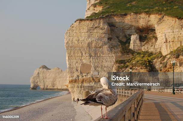 Seagull Stock Photo - Download Image Now - Beach, Cliff, Day