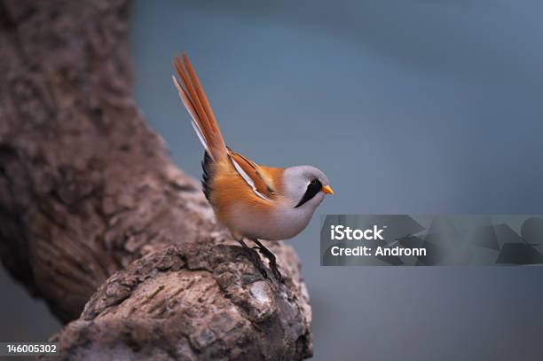 Foto de Barbudo Tit e mais fotos de stock de Animal selvagem - Animal selvagem, Bico, Bosque - Floresta