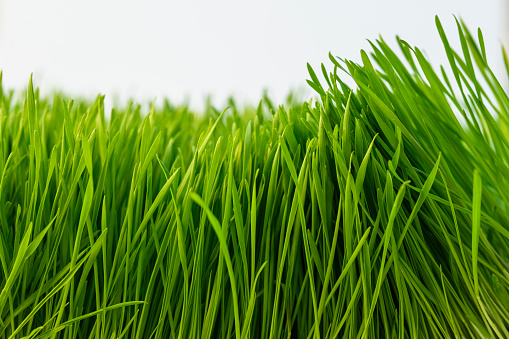 Closeup wheatgrass