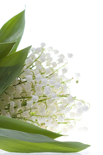 istock lily of the valley 146005321