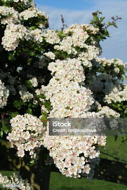 Photo libre de droit de Fleur De Mai banque d'images et plus d'images libres de droit de Angleterre - Angleterre, Arbre, Arbre en fleurs